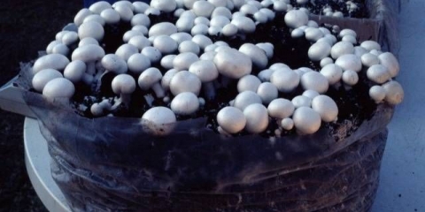 Uzgoj gljiva u podrumu